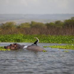 Naivasha