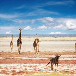 Etosha National Park 4 luksuslikku telkimispaika