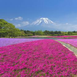 Yamanashi 70 luksuslikku telkimispaika