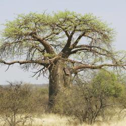 Limpopo 78 luxuskemping