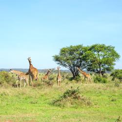 Nairobi National Park 40 kondo